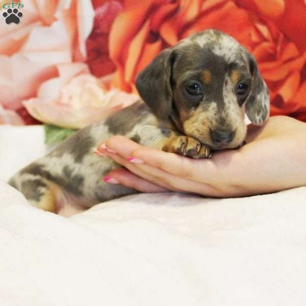 Rosalia, Dachshund Puppy