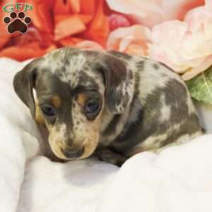 Rosalia, Dachshund Puppy