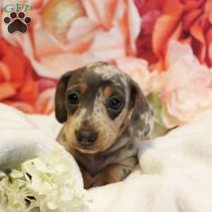 Rosalia, Dachshund Puppy