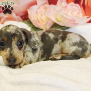 Rosalia, Dachshund Puppy