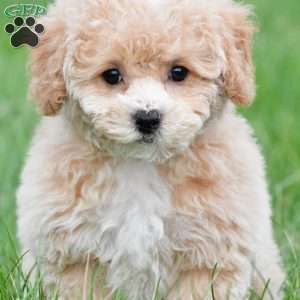 gracie, Bich-Poo Puppy