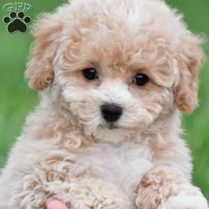 gracie, Bich-Poo Puppy