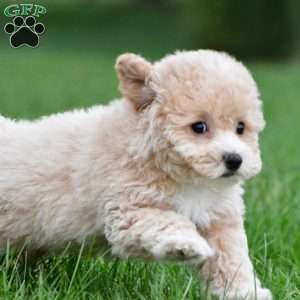 gracie, Bich-Poo Puppy