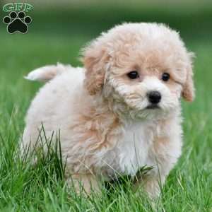 gracie, Bich-Poo Puppy