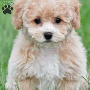 gracie, Bich-Poo Puppy