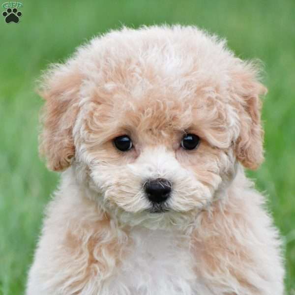 gracie, Bich-Poo Puppy