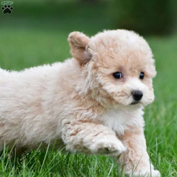 gracie, Bich-Poo Puppy