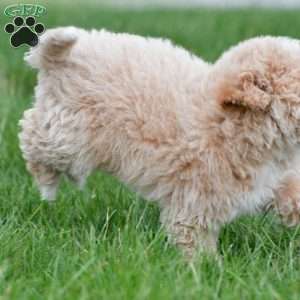 gracie, Bich-Poo Puppy