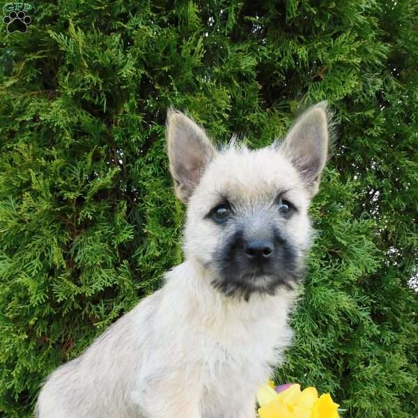 Yukon, Cairn Terrier Puppy