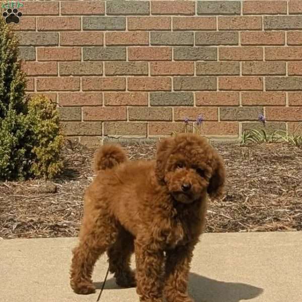 Mia, Miniature Poodle Puppy
