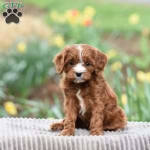 Jared, Cavapoo Puppy