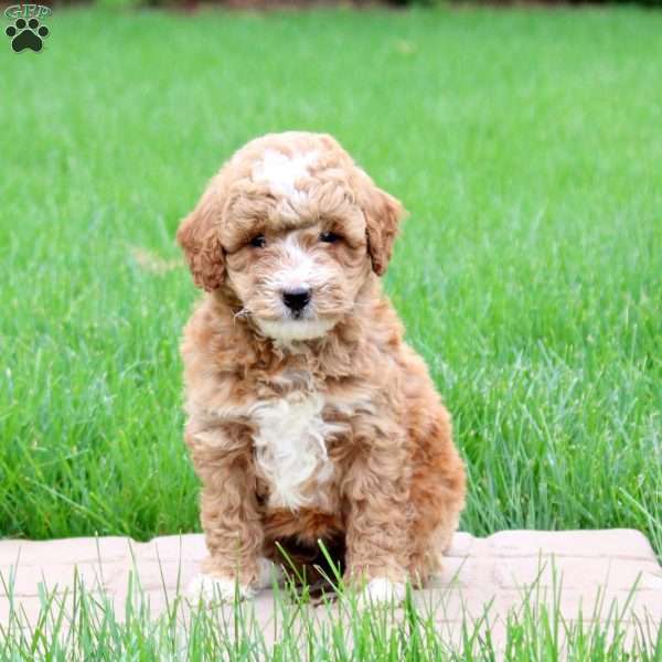 Kadie, Mini Goldendoodle Puppy