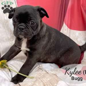 Kylee, Bugg Puppy