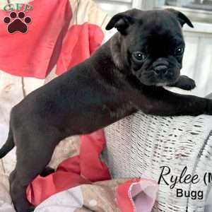 Kylee, Bugg Puppy
