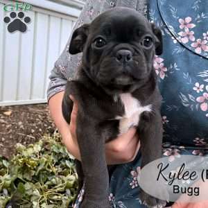 Kylee, Bugg Puppy