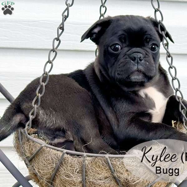 Kylee, Bugg Puppy