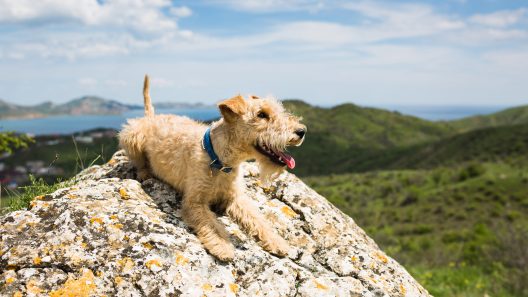 What is Middening in Dogs?