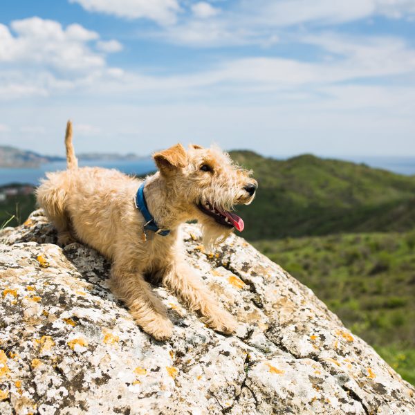lakeland terrier lying on a rock in a field
