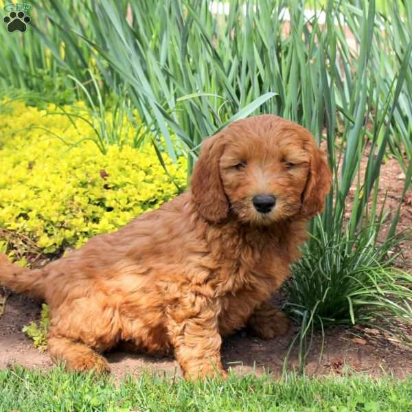 Lee, Mini Goldendoodle Puppy