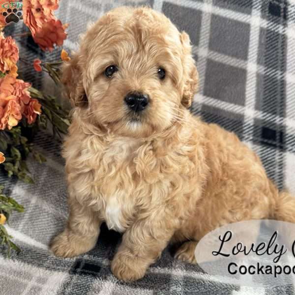 Lovely, Cockapoo Puppy