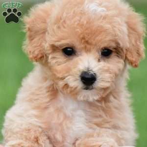 lucy, Bich-Poo Puppy