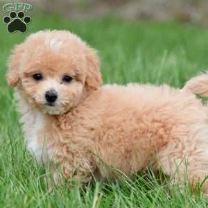 lucy, Bich-Poo Puppy