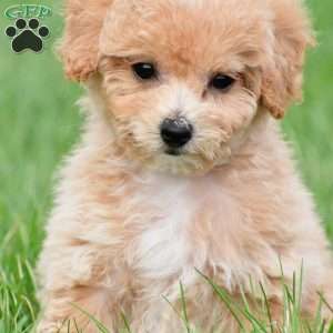 lucy, Bich-Poo Puppy