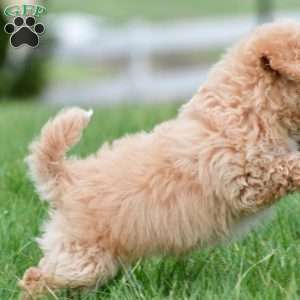 lucy, Bich-Poo Puppy