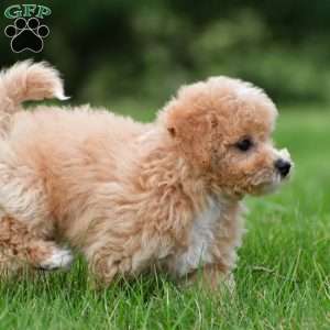 lucy, Bich-Poo Puppy