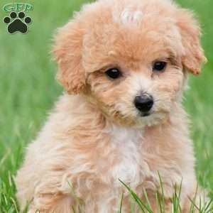 lucy, Bich-Poo Puppy