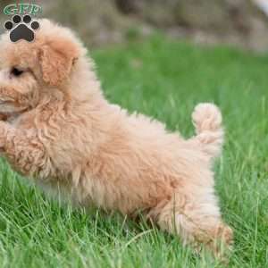 lucy, Bich-Poo Puppy