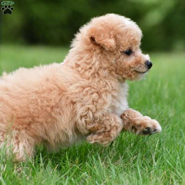 lucy, Bich-Poo Puppy