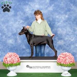 Poncho, Doberman Pinscher Puppy