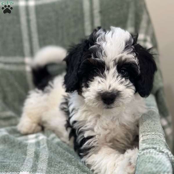 Miller, Mini Bernedoodle Puppy