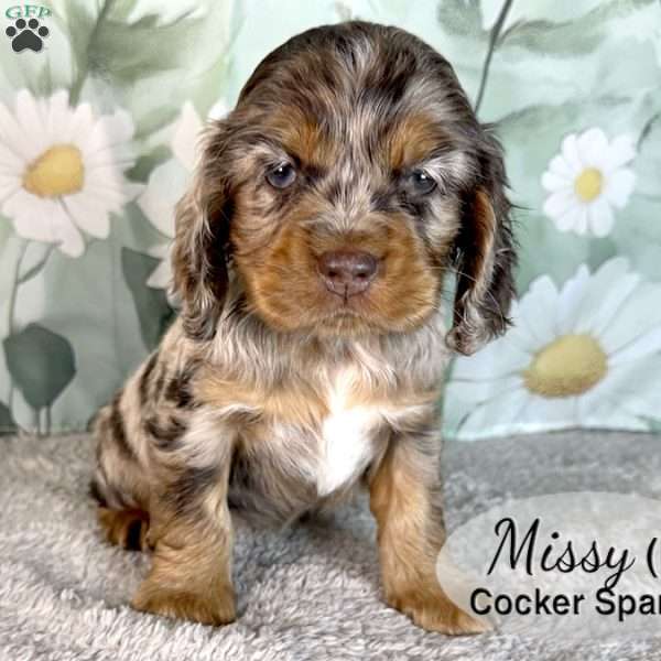 Missy, Cocker Spaniel Puppy