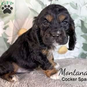 Montana, Cocker Spaniel Puppy