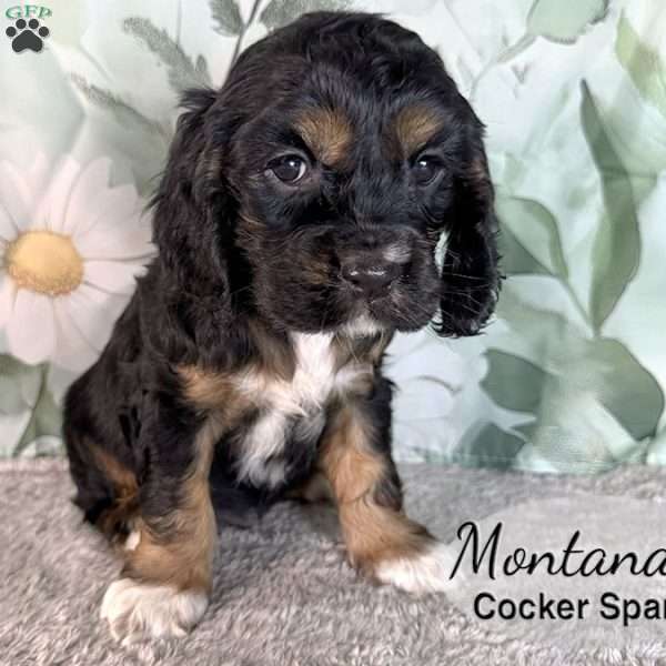 Montana, Cocker Spaniel Puppy