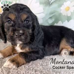 Montana, Cocker Spaniel Puppy