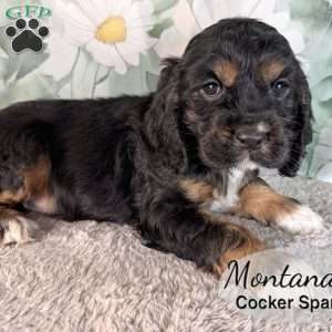 Montana, Cocker Spaniel Puppy