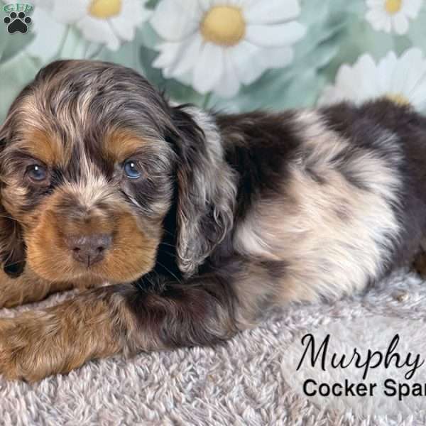 Murphy, Cocker Spaniel Puppy