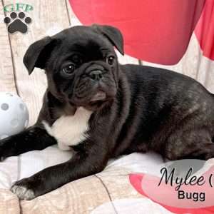 Mylee, Bugg Puppy