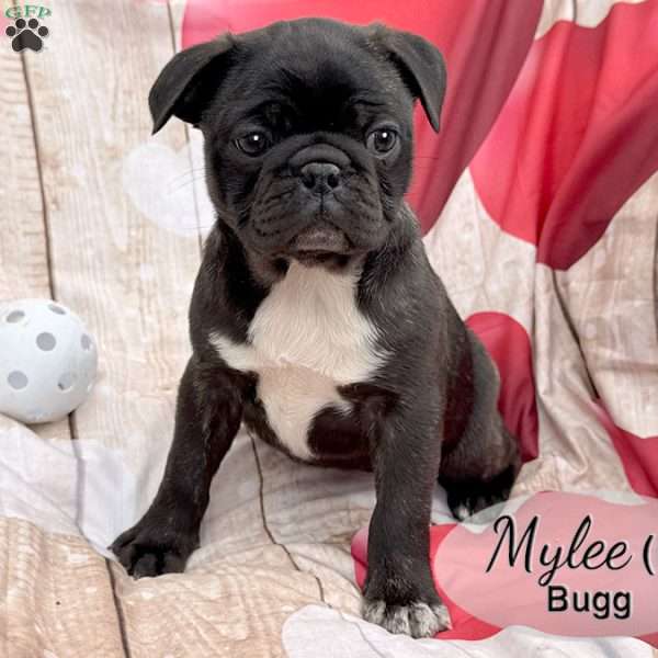 Mylee, Bugg Puppy