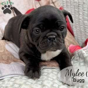 Mylee, Bugg Puppy