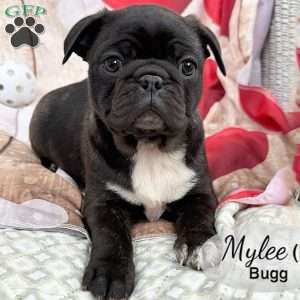 Mylee, Bugg Puppy