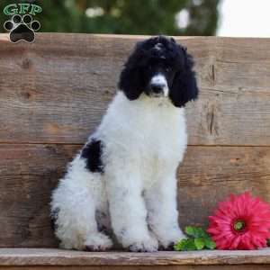Fifi, Standard Poodle Puppy
