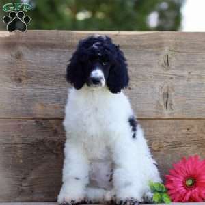 Fifi, Standard Poodle Puppy