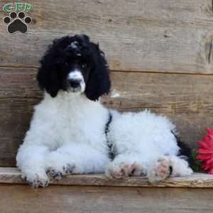 Fifi, Standard Poodle Puppy