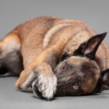 older belgian malinois lying down and putting a paw over its nose - concept for teaching an old dog new tricks