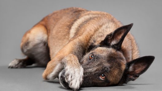 How to Teach an Old Dog New Tricks