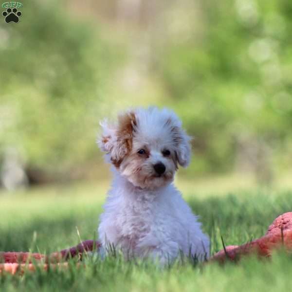 Paris, Toy Poodle Puppy